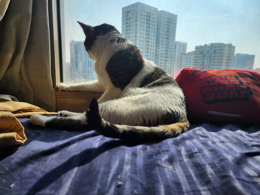 A cat watching the city view from a window