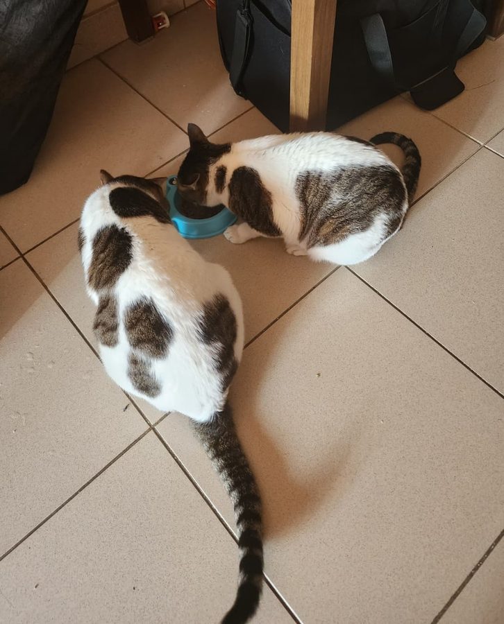 Two cats sharing a meal
