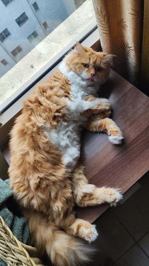 Cha relaxing by the window