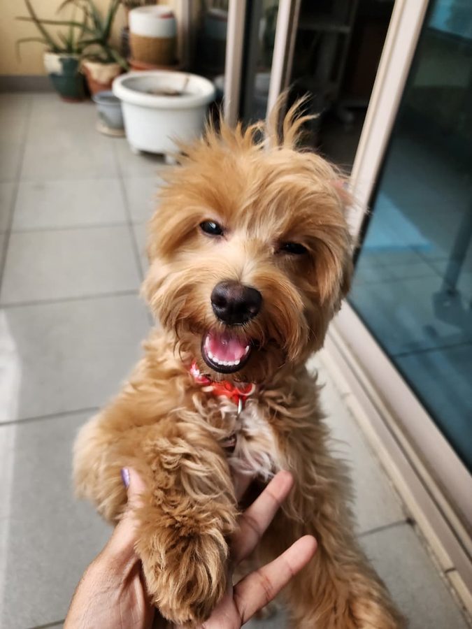 A happy dog reaching out for a high-five
