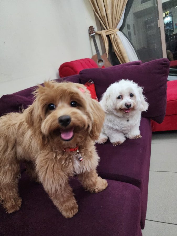 Two dogs sitting together on the couch