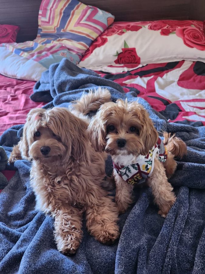 Two dogs cuddled up on the bed