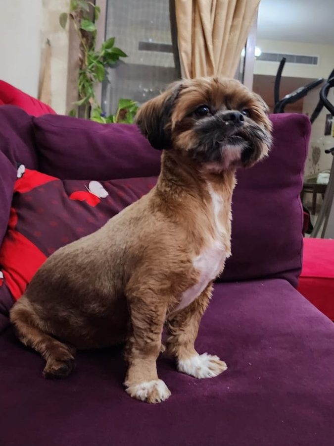 A dog relaxing on the couch