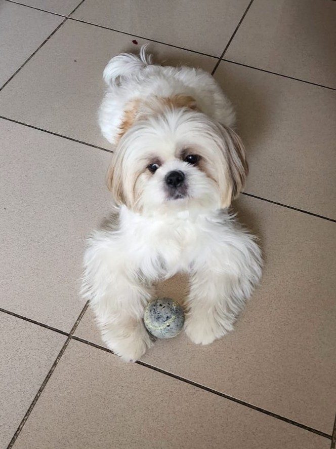 A dog playing with a ball