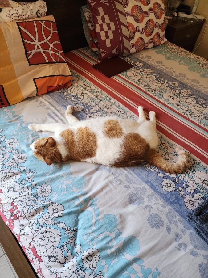 Joey stretched out for a nap