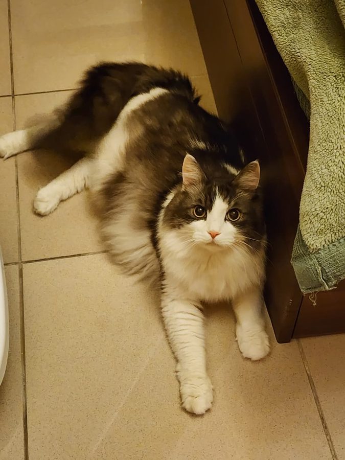 Lexy relaxing on the floor