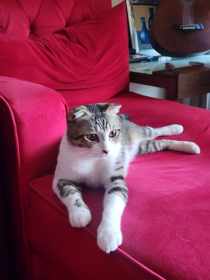 Max stretched out on the couch