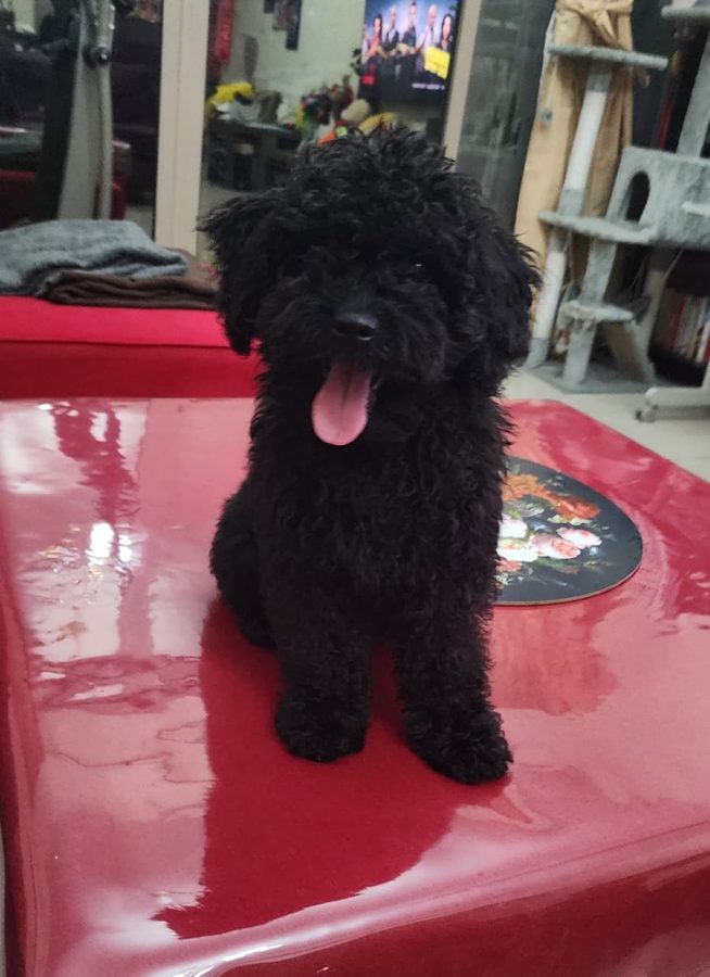 Milo sitting for a photo