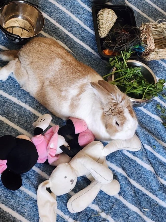 Shiro surrounded by toys and treats