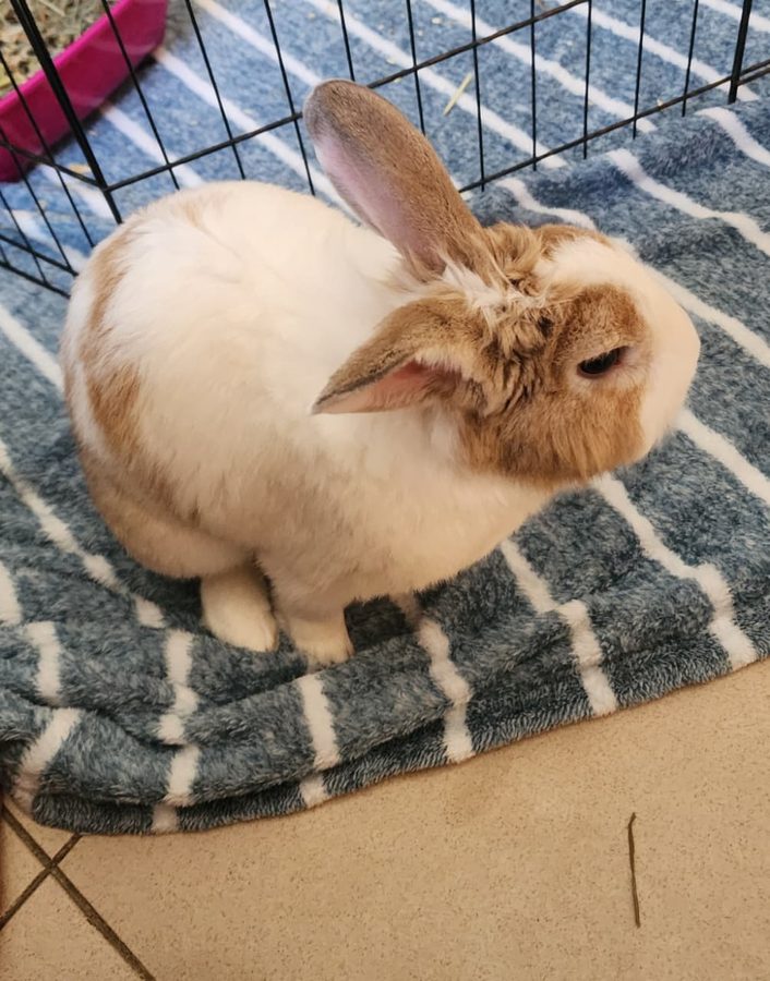 Shiro exploring their playpen
